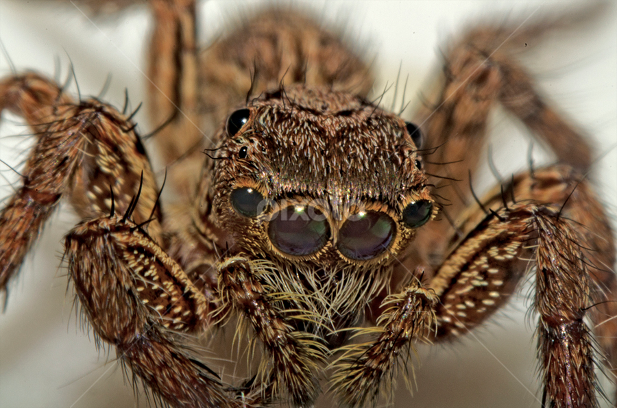 Horrible by Eko Janu - Animals Insects & Spiders