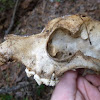 Domestic Dog skull (probable)