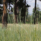 western wheatgrass