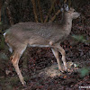 White-tailed deer, recovery from broken leg