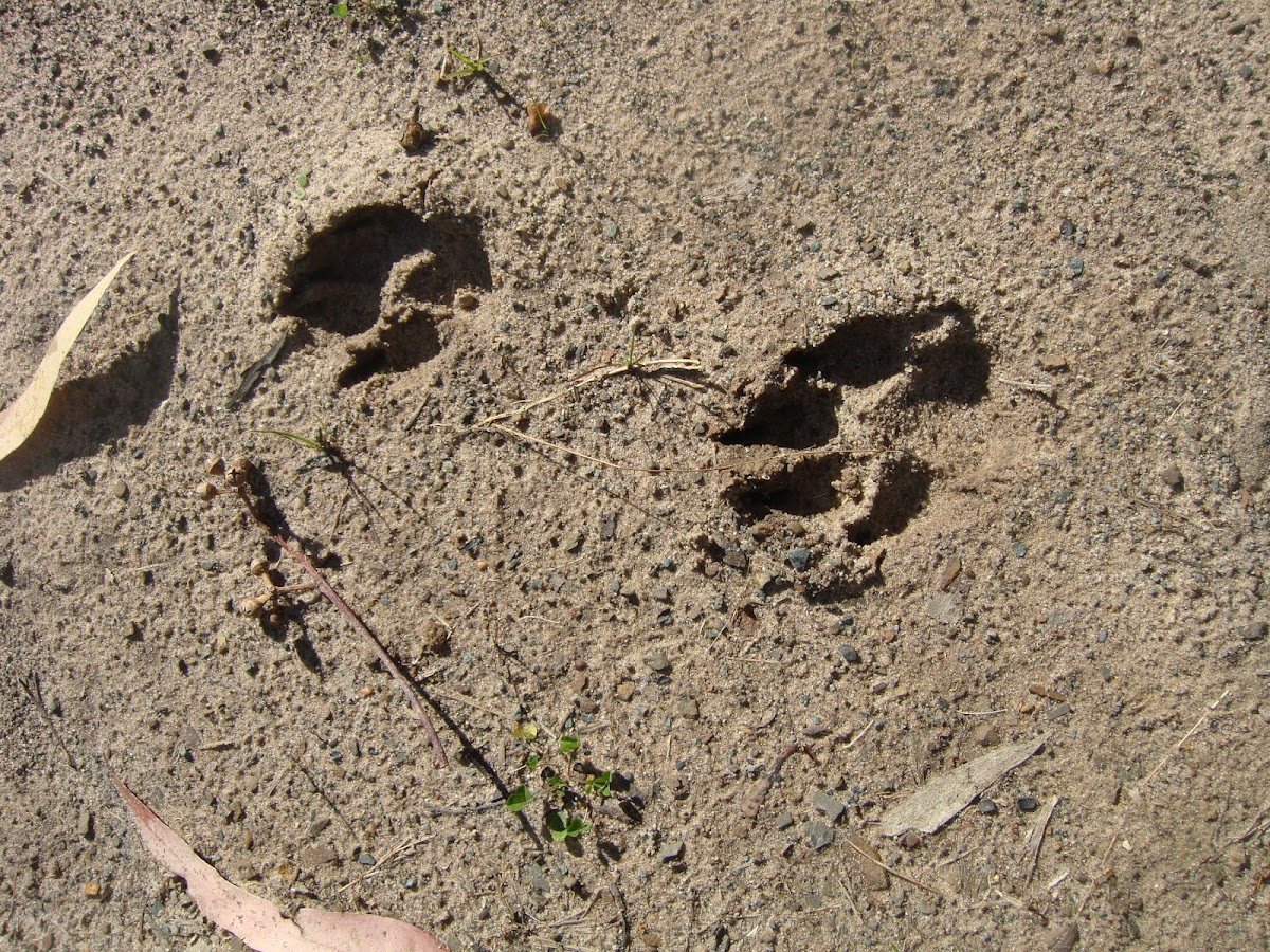 Dingo Footprints