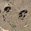 Dingo Footprints
