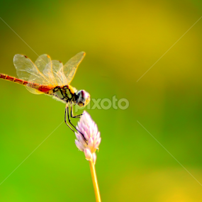 by Arul Arul - Animals Insects & Spiders