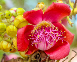Canonball Tree Flower by John Greene -  
