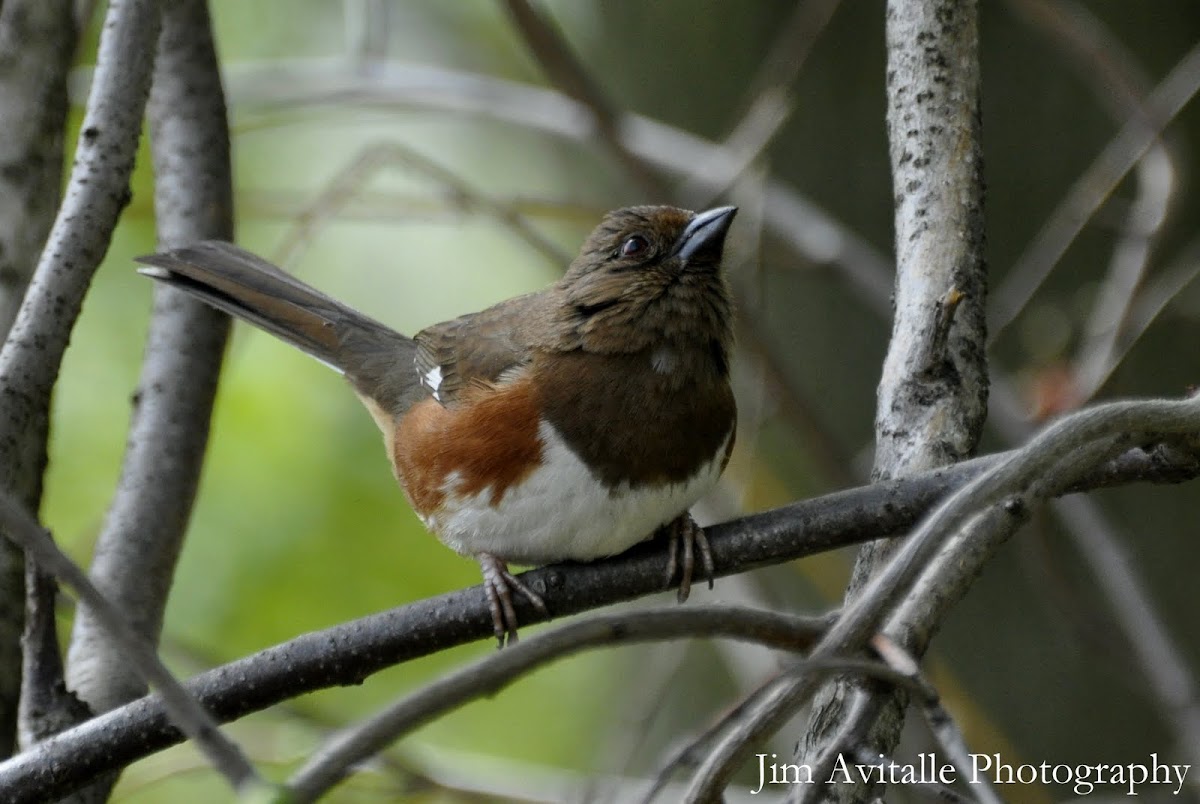 Eastern Towhee (f)