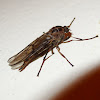 Chiromyzinid Soldier fly (♀)