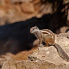 Ardilla moruna (Barbary ground squirrel)