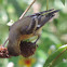 Lesser Goldfinch  female