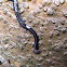 Unknown Thai Hammerhead Flatworm