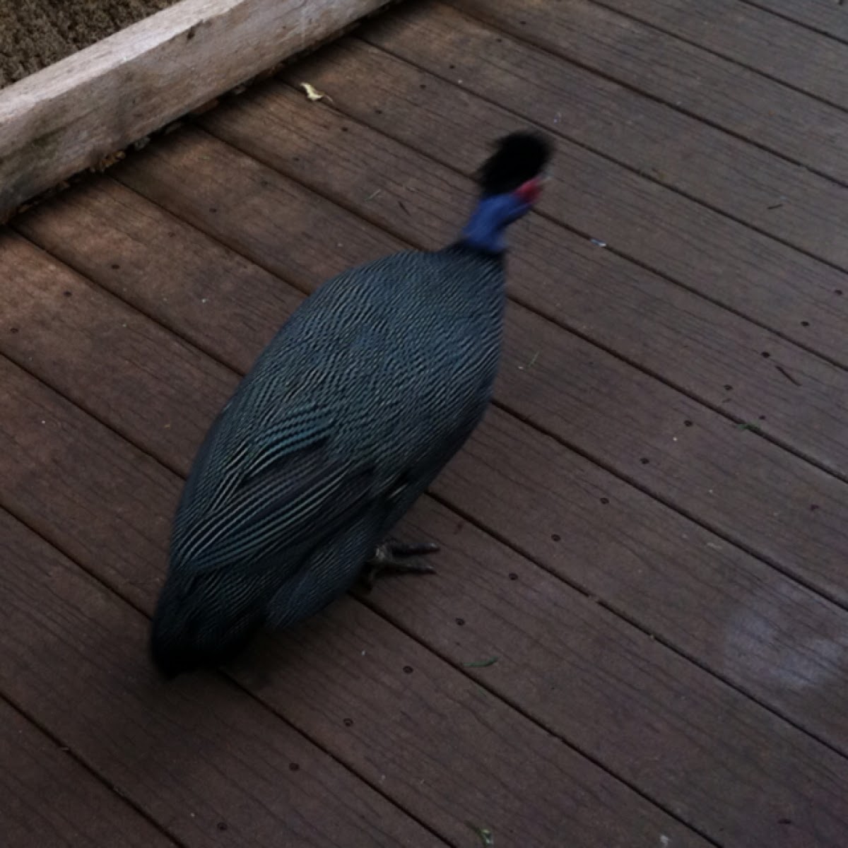Black crested guineafowl