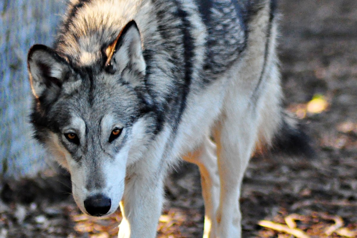 Gray Wolf Hybrid