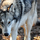 Gray Wolf Hybrid