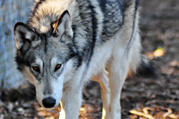 Gray Wolf Hybrid | Project Noah