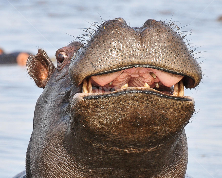 Smiling Hippo by Irene Nathanson - Animals Other Mammals