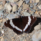 White Admiral