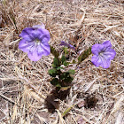 Large flowered Phacelia