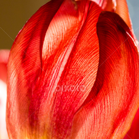 Tulip + Sunlight by Beth Mears - Flowers Single Flower