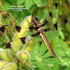 Twelve-spotted Skimmer Dragonfly (F)