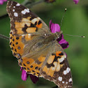 Painted Lady Butterflies