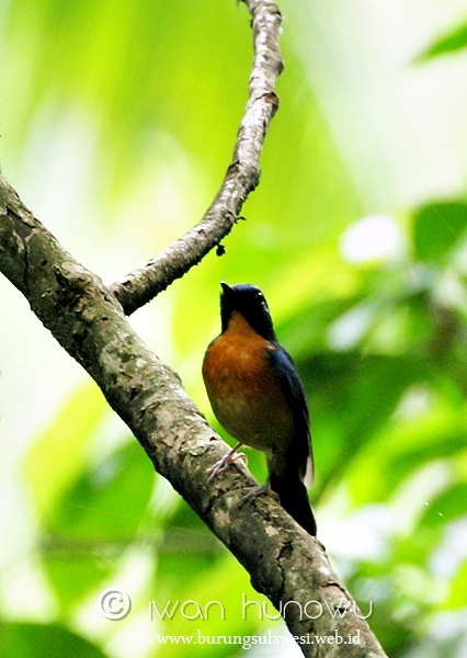 Mangrove Blue Flycatcher