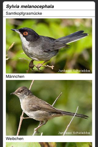 Die Vögel Europas Screen 1