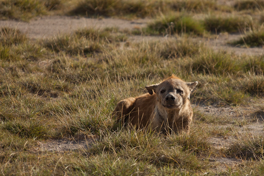 Hyena resting