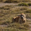 Hyena resting