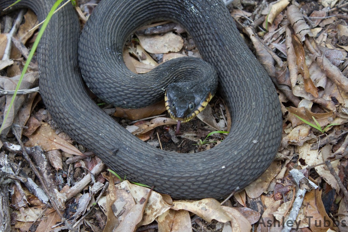 Yellowbellied Water Snake Project Noah