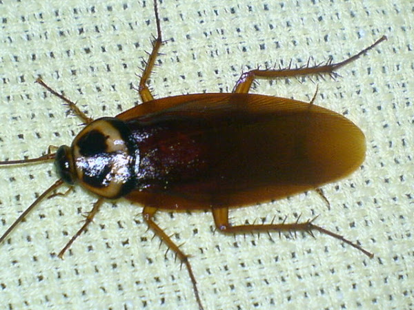 American Cockroach | Project Noah