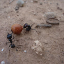 Harvester Ant