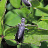 Clematis Blister Beetle