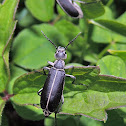 Clematis Blister Beetle