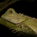Borneo Anglehead Lizard