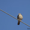 American Kestrel