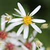 White Wood-aster