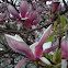 Japanese Magnolia