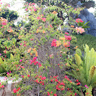 Bougainvillea