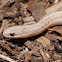 Lined snake (hypomelanistic)
