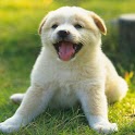 Cute Dog Game AA logo