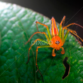 Baby green jumper (Mopsus sp) by A Friyana Wiradikarta - Animals Insects & Spiders
