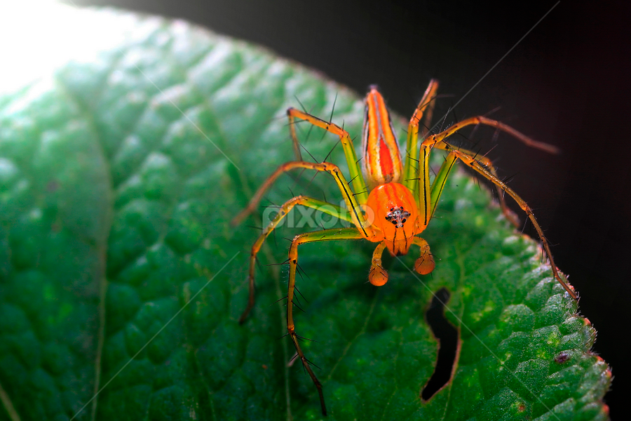 Baby green jumper (Mopsus sp) by A Friyana Wiradikarta - Animals Insects & Spiders