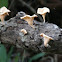 White Rot Fungus