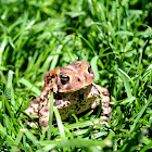 Eastern American Toad