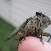 Linne's Annual Cicada