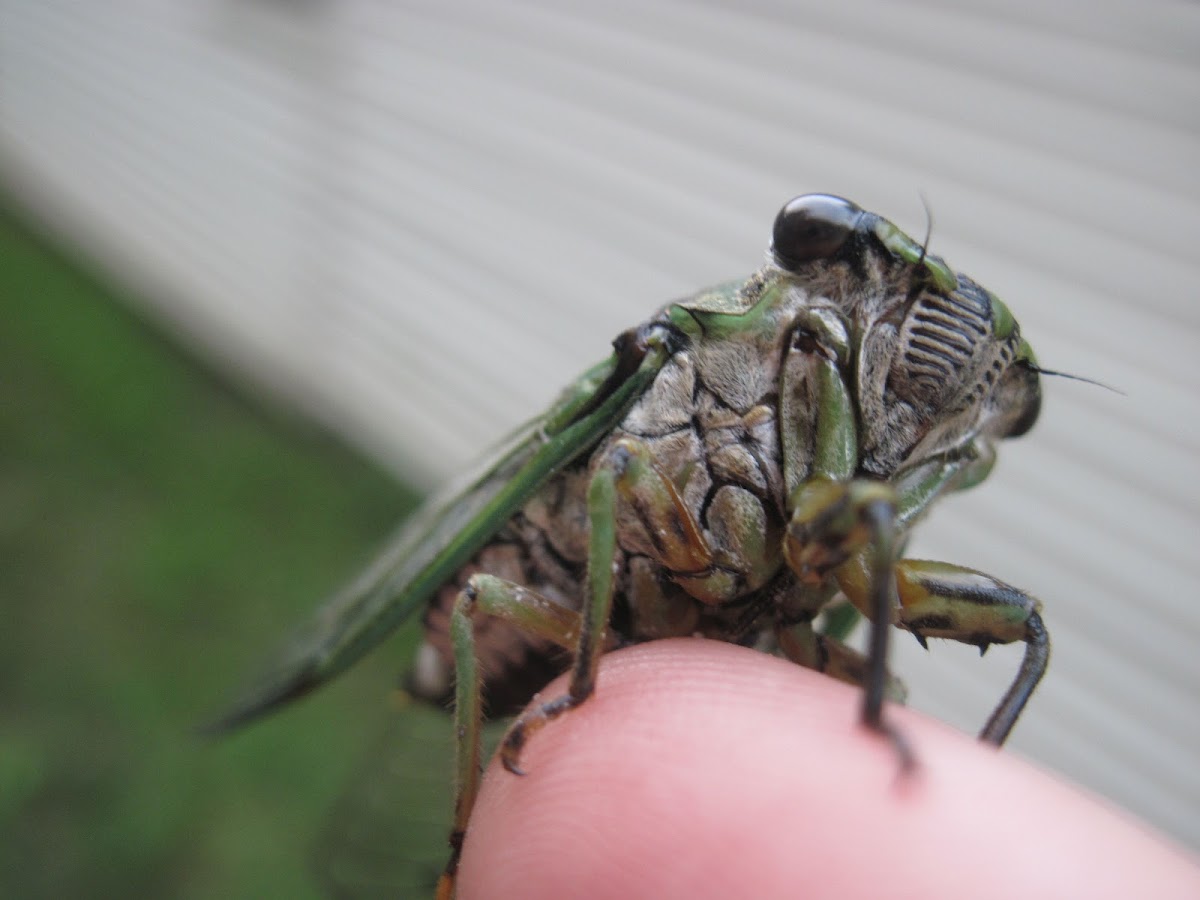 Linne's Annual Cicada