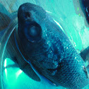 Rattail Fish