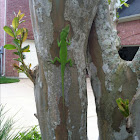 Carolina Anole