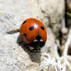 Seven-spotted Ladybug 