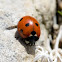 Seven-spotted Ladybug 