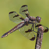 Twelve-spotted Skimmer (female)
